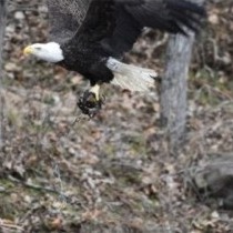 Eagle with its prey
