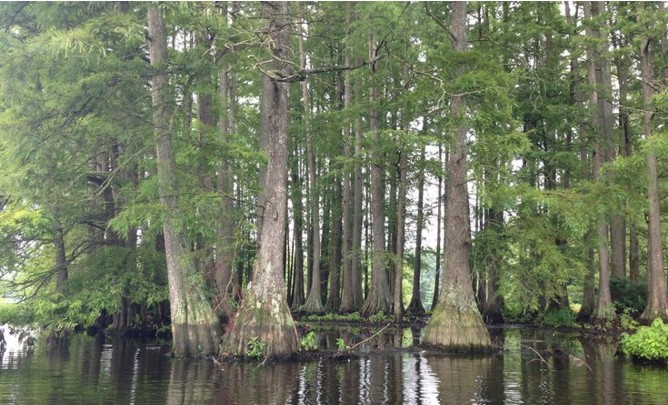 Cypress Trees