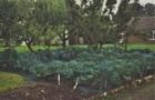 Cabbages in the garden