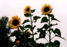 Sunflowers in our garden